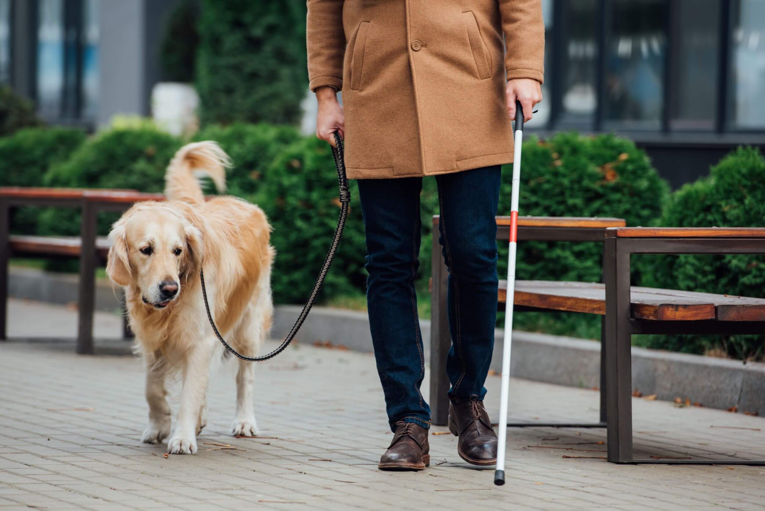 cropped view of blind man with walking stick and dog